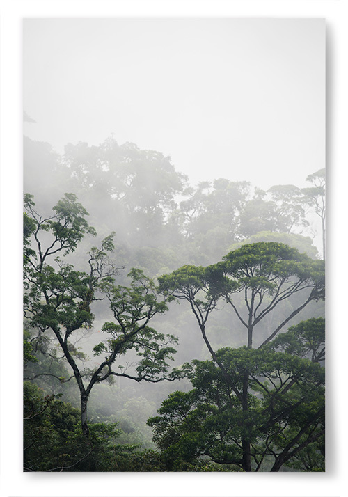 Poster Träd i Amazonas