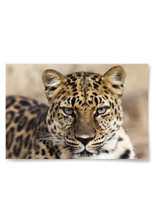 Poster Fokuserad Leopard