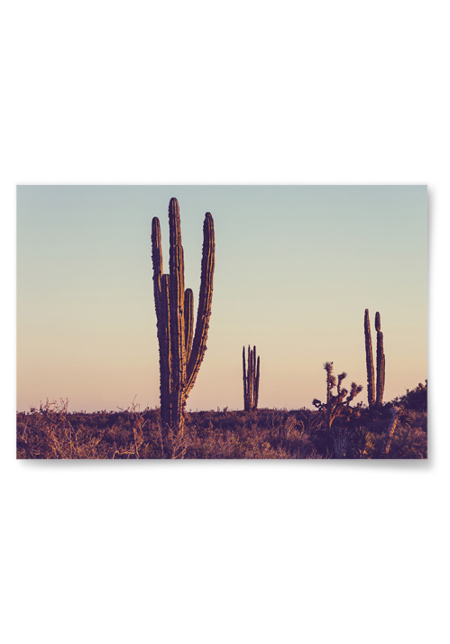 Poster Tropisk Kaktus